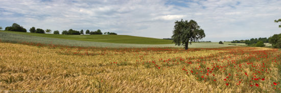Feld mit Mohnblumen Feld mit Mohnblumen