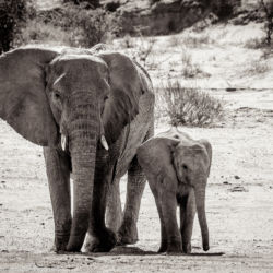 Wuestenelefanten