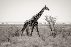 Giraffe im Etosha Nationalpark