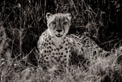 Leopard (Okawango Delta / Shinde Camp)