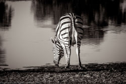 Zebra (Okawango Delta / Shinde Camp)