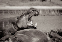 Flusspferd im Chobe National Park