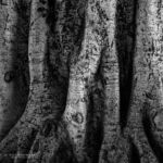 Baum in Telde, Gran Canaria | Referenznummer 20160924_6057