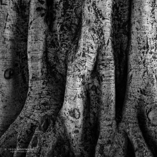 Baum in Telde, Gran Canaria | Referenznummer 20160924_6057