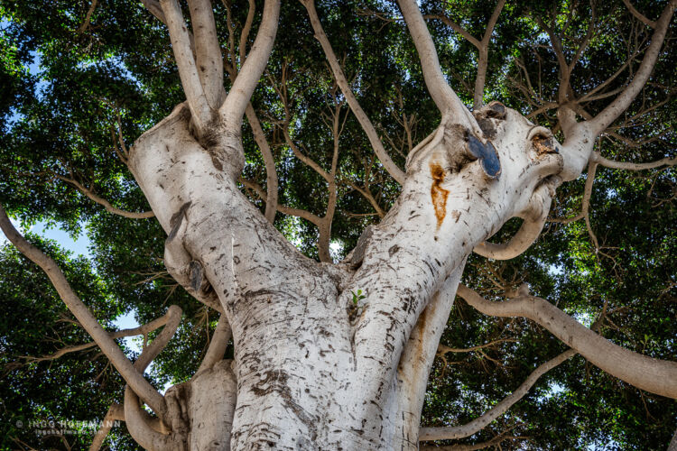 Baum in Telde, Gran Canaria | Referenznummer 20160924_6069 Baum