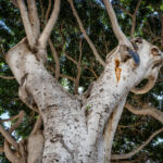 Baum in Telde, Gran Canaria | Referenznummer 20160924_6069 Baum