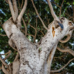 Baum