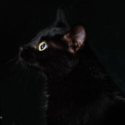 Referenznummer 20170422_1782 Katzenportrait