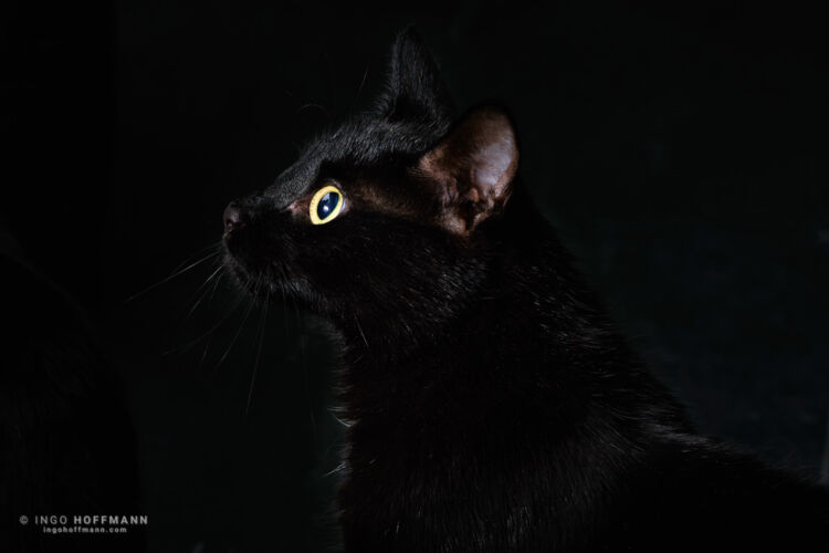 Referenznummer 20170422_1782 Katzenportrait