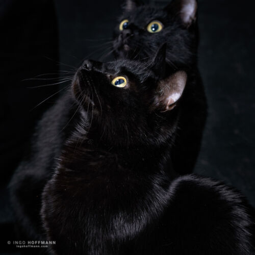 | Referenznummer 20170422_1791 Katzenportrait