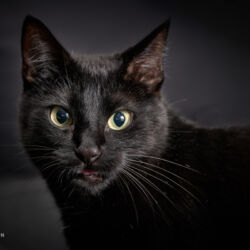 | Referenznummer 20170422_1812 Katzenportrait