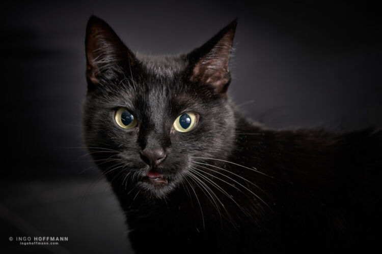 | Referenznummer 20170422_1812 Katzenportrait