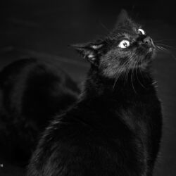 | Referenznummer 20170422_1819 Katzenportrait