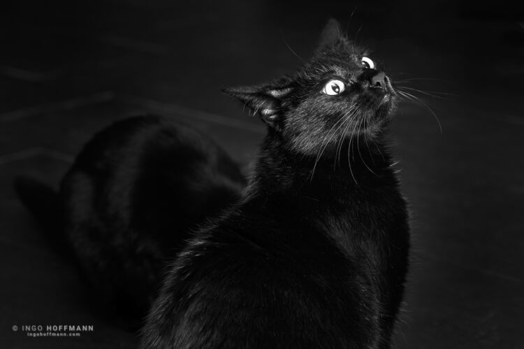 | Referenznummer 20170422_1819 Katzenportrait