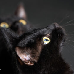 | Referenznummer 20170422_1820 Katzenportrait