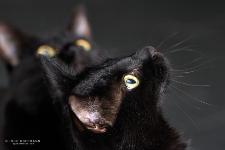 | Referenznummer 20170422_1820 Katzenportrait