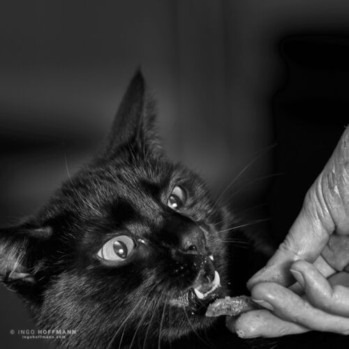 | Referenznummer 20170422_1821 Katzenportrait