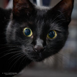 Katzenportrait