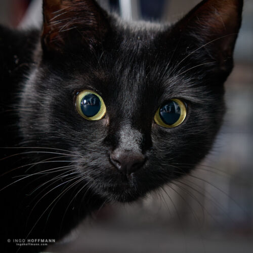 | Referenznummer 20170422_1956 Katzenportrait