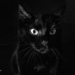 Katzenportrait