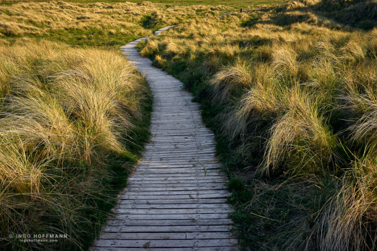 Inverallochy, Schottland | Referenznummer 20170531_A7_9989 Weg in den Duenen