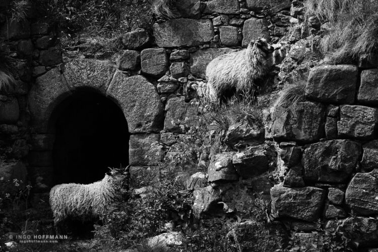 Rosehearty, Schottland | Referenznummer 20170602_A7_0006 Pitsligo Castle