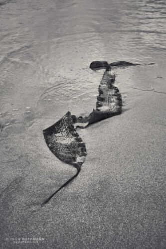 St, Combs, Schottland | Referenznummer 20170602_A7_0035 Strandimpression