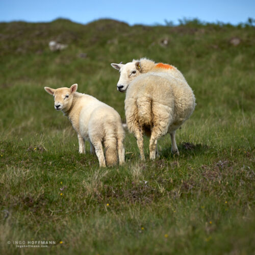 Skye, Schottland | Referenznummer 20170607_A7_0983 Schafe