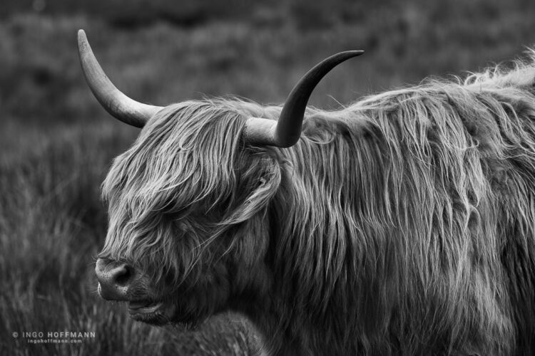 Isle of Skye, Schottland | Referenznummer 20170608_2848 Highland Cattle