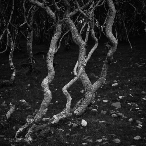 Skye, Schottland | Referenznummer 20170608_A7_1113_sw Baeume bei Dunscaith Castle