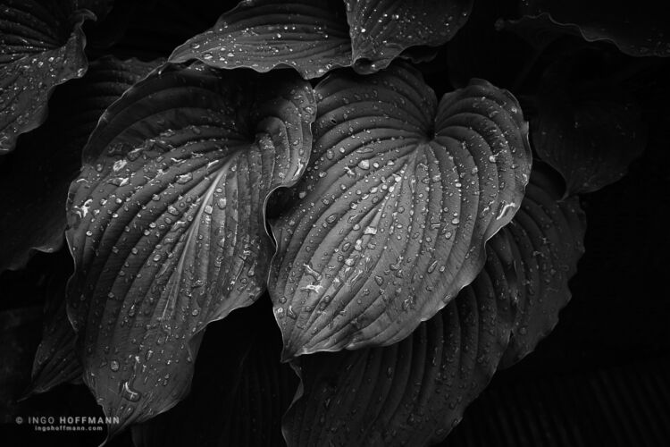 Skye, Schottland | Referenznummer 20170609_A7_1247sw Blaetter nach einem Regenschauer