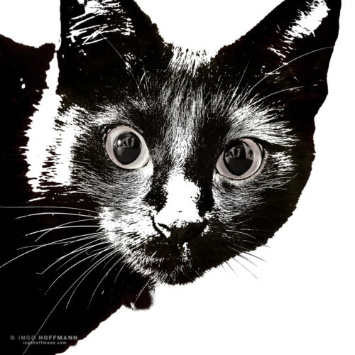 Katzenportrait