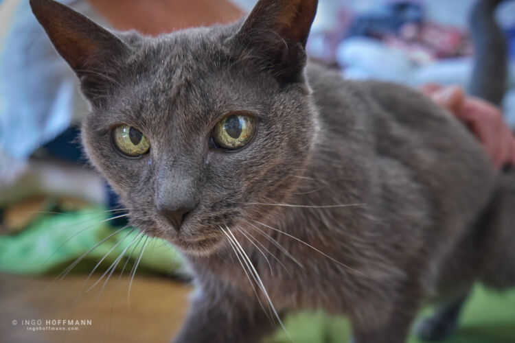 , | Referenznummer 20170806_A7_Hoffmann_3178_C1 Katzenportrait