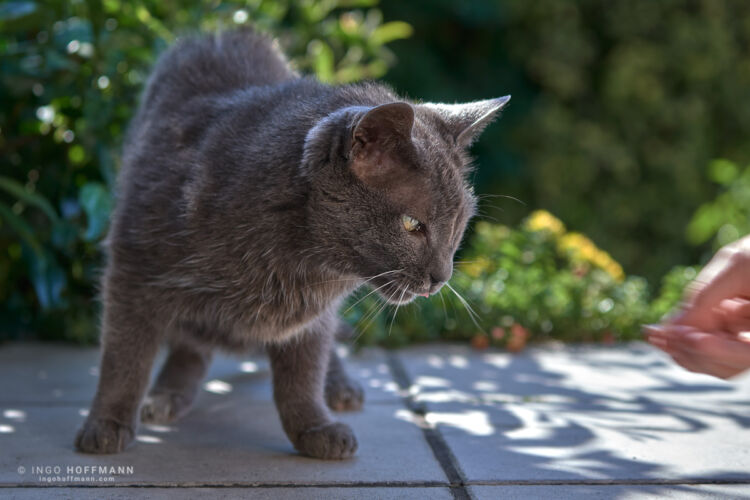 , | Referenznummer 20170806_A7_Hoffmann_3734_C1 Katzenportrait