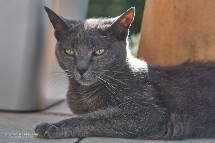 , | Referenznummer 20170806_A7_Hoffmann_3771_C1 Katzenportrait