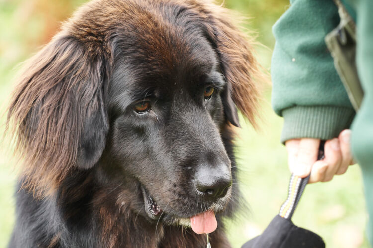 ,  | Referenznummer 20171012_A6300_IH_4289_C1 Princess