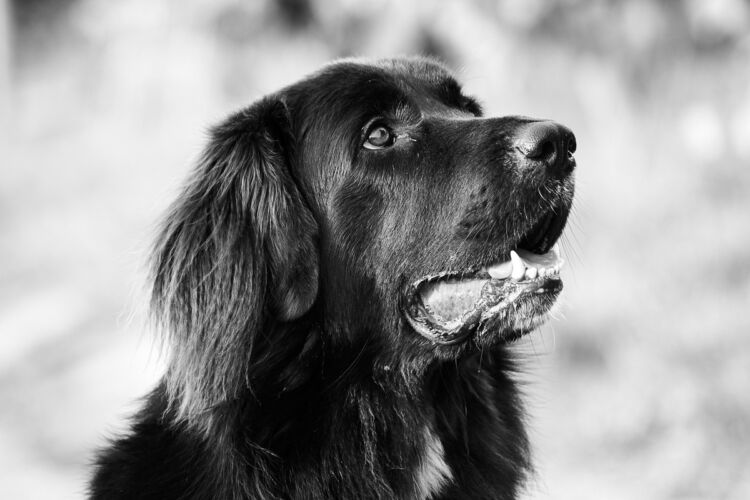 ,  | Referenznummer 20171012_A6300_IH_4321_C1_sw Princess