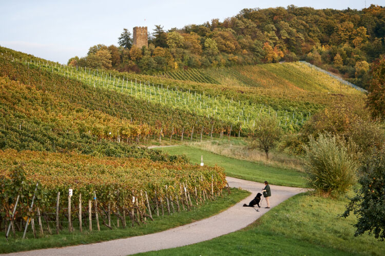 ,  | Referenznummer 20171012_A6300_IH_4400_C1 Princess