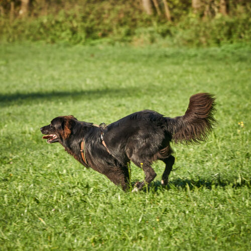 ,  | Referenznummer 20171015_A6300_IH_4603_C1 Princess