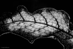 Nahaufnahme eines Blatts | Referenznummer 2017-02-19 _Blatt01_LR Blatt